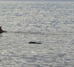 Turista en lancha viendo a delfín muerto flotando