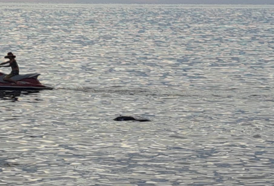 Turista en lancha viendo a delfín muerto flotando