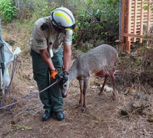 El venado ingresó a la secundaria, por lo cual tuvo que ser rescatado por UEPCBJ