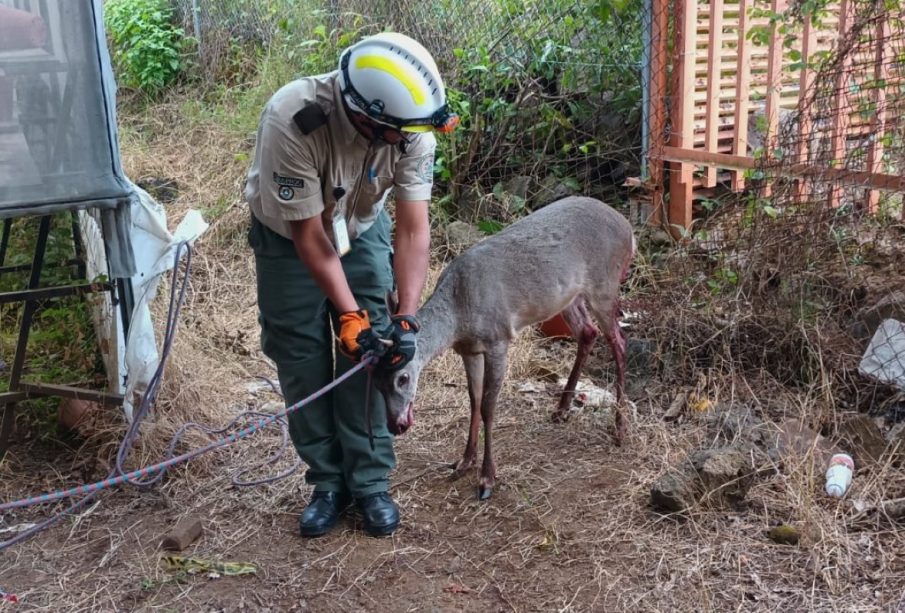 El venado ingresó a la secundaria, por lo cual tuvo que ser rescatado por UEPCBJ