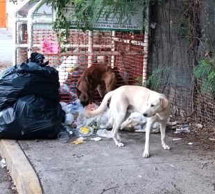 Perros sacando la basura en esquinas de Mezcales