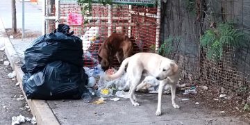 Perros sacando la basura en esquinas de Mezcales