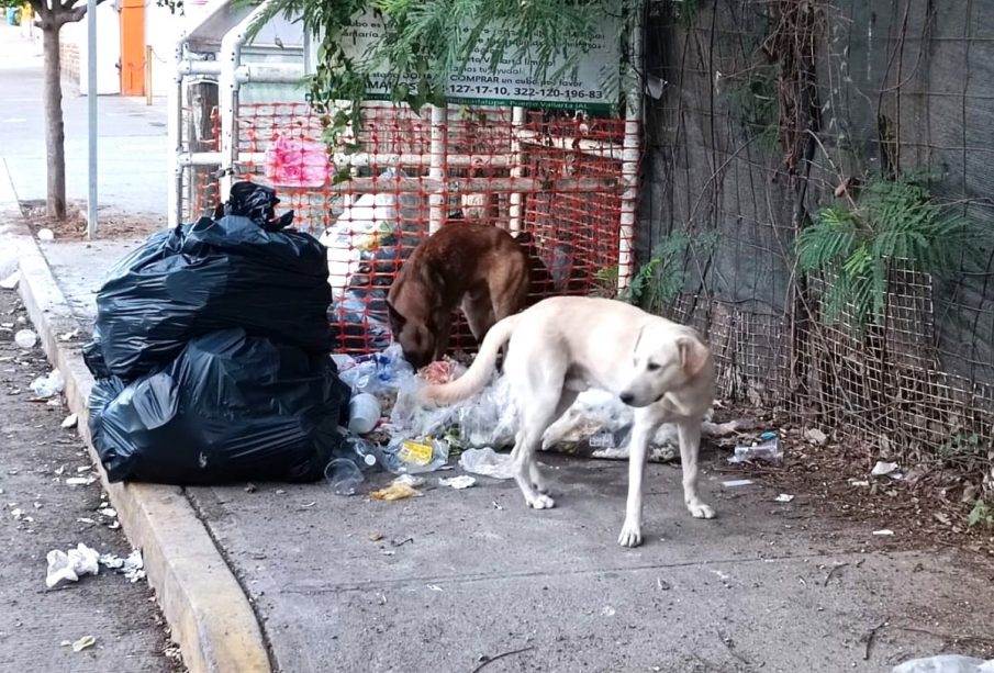 Perros sacando la basura en esquinas de Mezcales