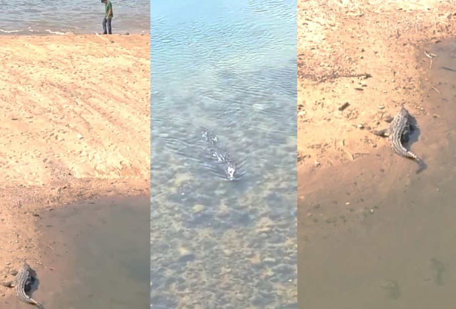 Cocodrilos en aguas del Río Cuale