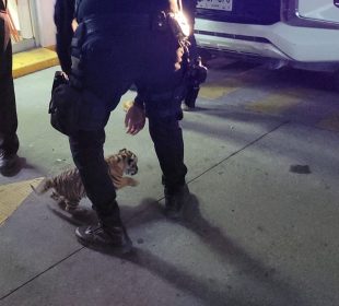 Cachorro de tigre es captado en pizzería de Puerto Vallarta