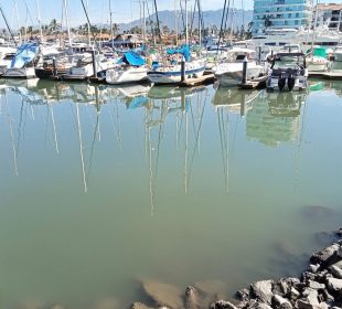 Pestilencia afecta a Marina Vallarta