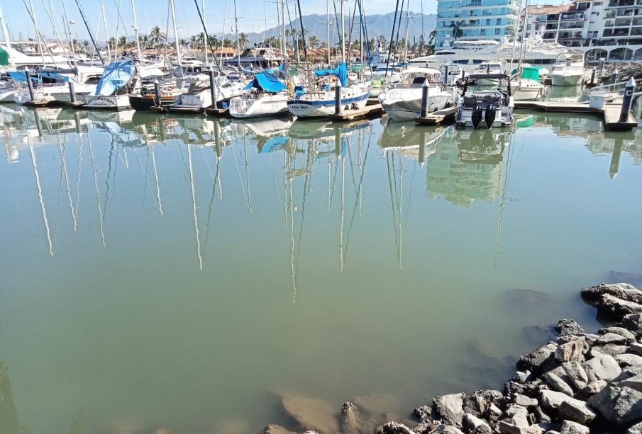 Pestilencia afecta a Marina Vallarta