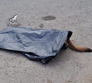 Animalito muerto cubierto con bolsa negra