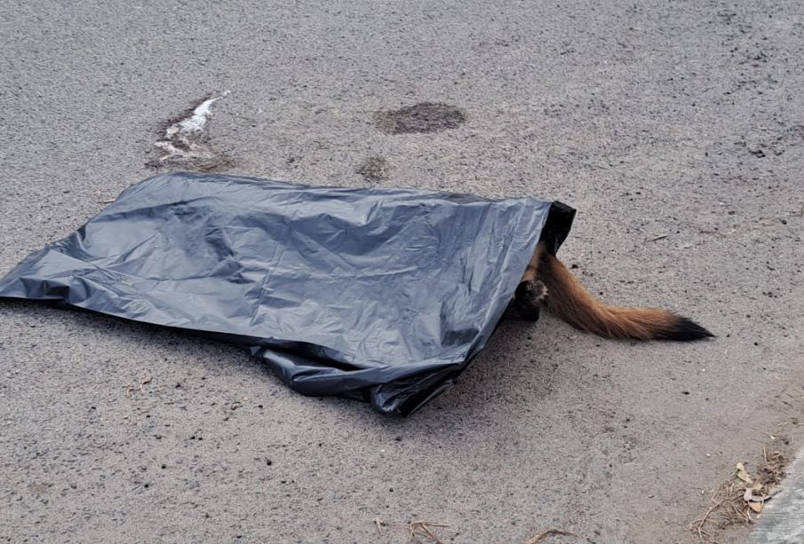 Animalito muerto cubierto con bolsa negra