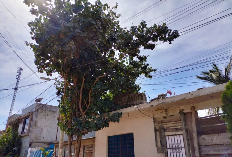 Árbol en enredado en cables