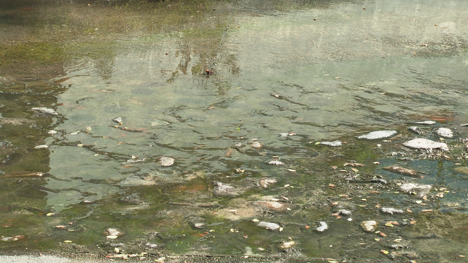 Charco de aguas negras en calle Jesús Langarica