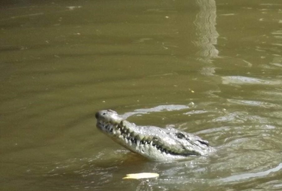 Cocodrilos en la playa son poco frecuentes, pero hay que tener ciertos cuidados en caso se encontrase con alguno