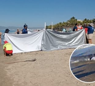 Cría de ballena jorobada muerta