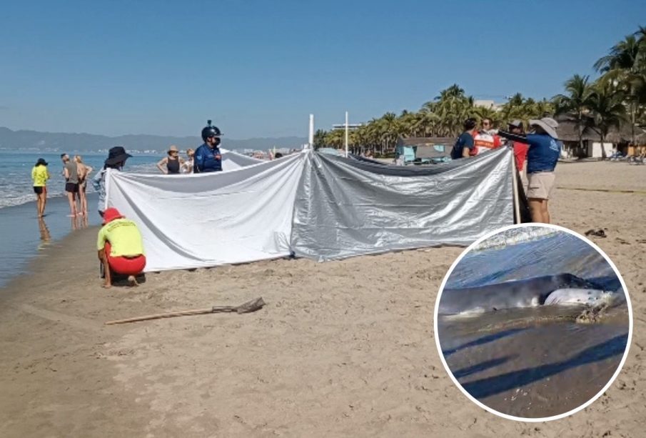 Cría de ballena jorobada muerta