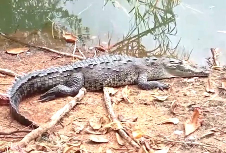 Cocodrilos habitando el Río Cuale