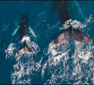 Ballenas en Puerto Vallarta.