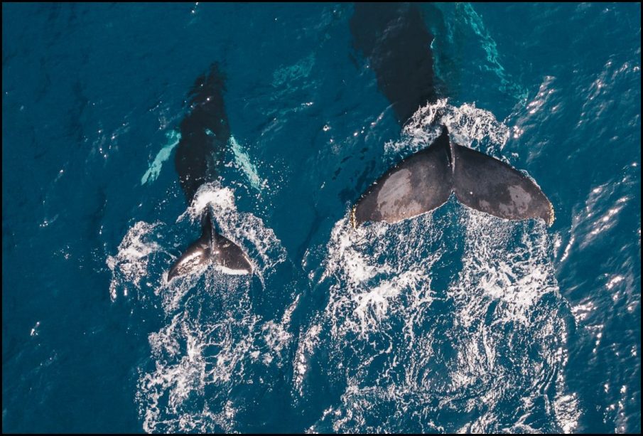 Ballenas en Puerto Vallarta.