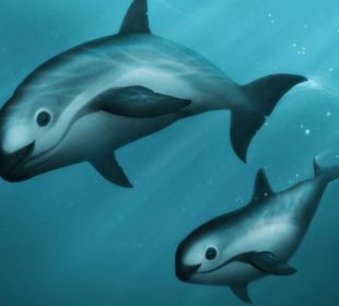 Una especie en real peligro de extinción es la vaquita marina