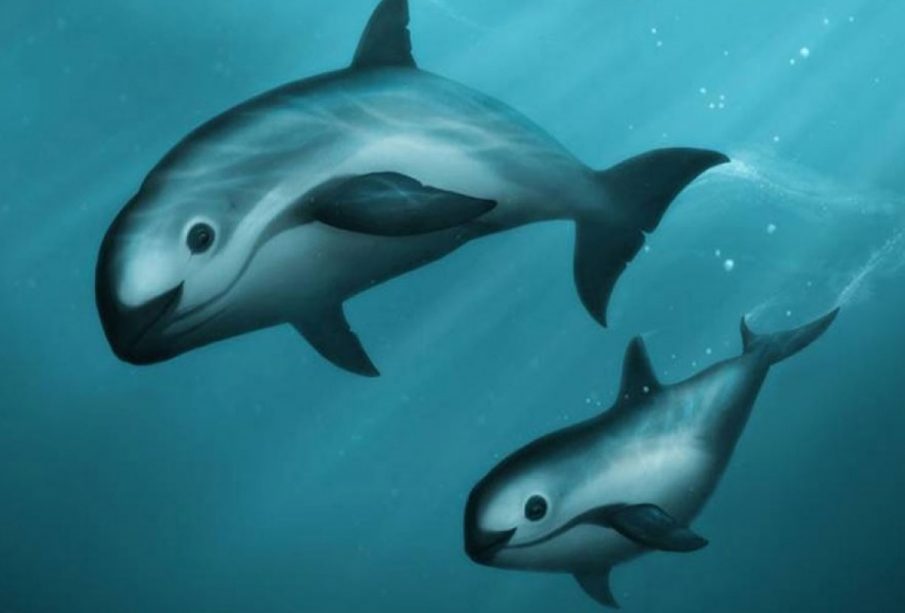 Una especie en real peligro de extinción es la vaquita marina