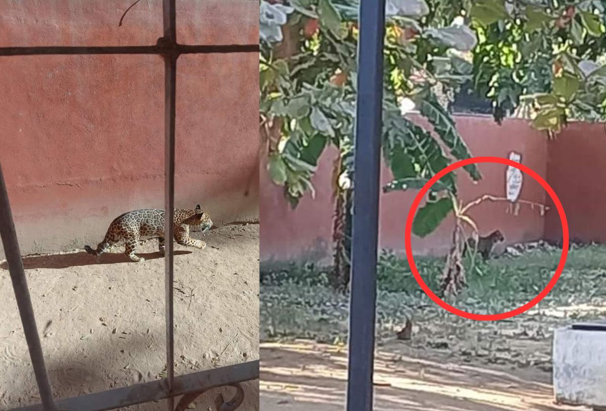 Leopardo dentro de jardín de niños