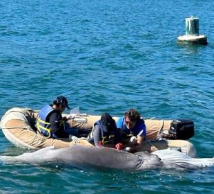 Muere ballenato de causas naturales