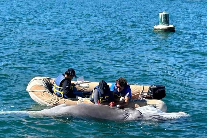 Muere ballenato de causas naturales