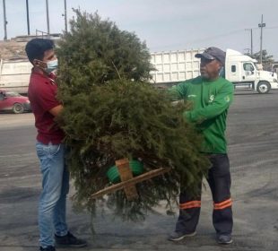 Personas recogiendo árbol de Navidad