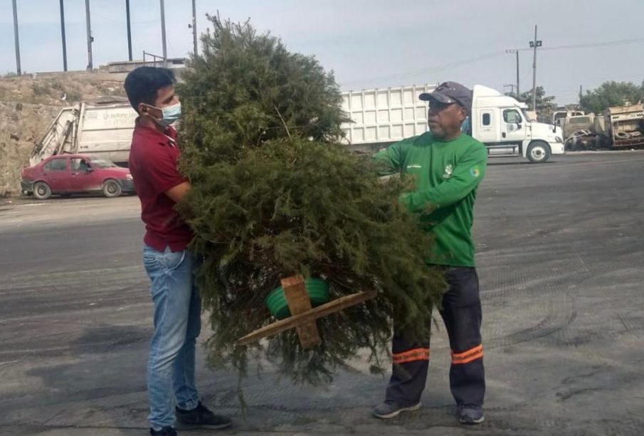 Personas recogiendo árbol de Navidad