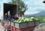 Sandías siendo transportadas en camión