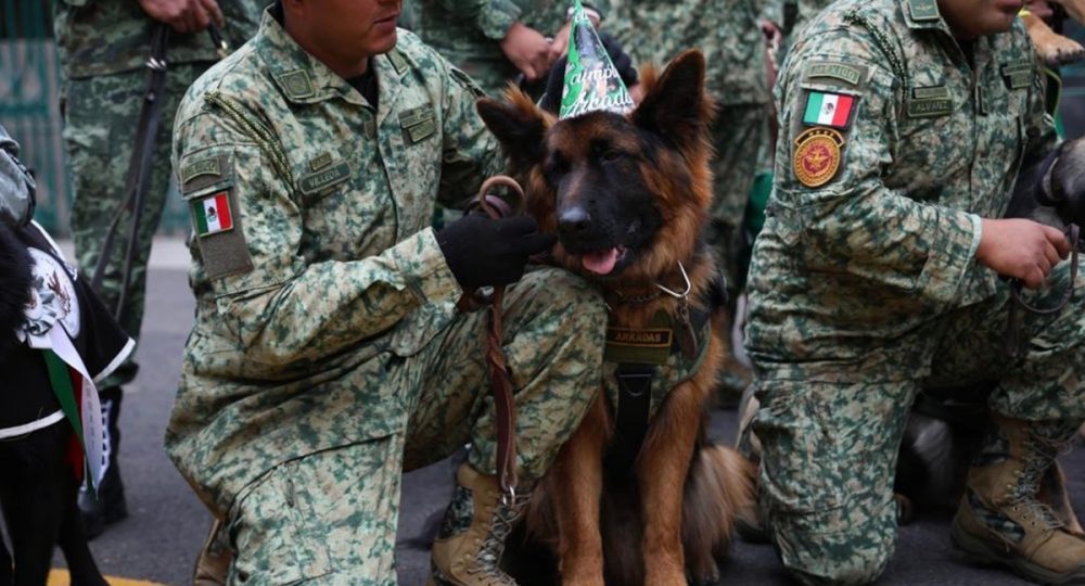 Arkadas, el pastor alemán cumple un año