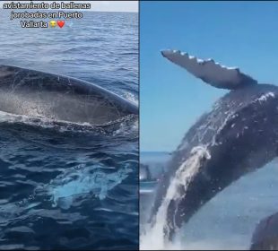 Avistamiento de ballenas en Vallarta.