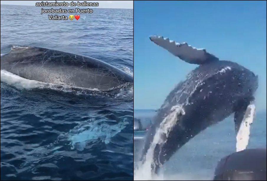 Avistamiento de ballenas en Vallarta.