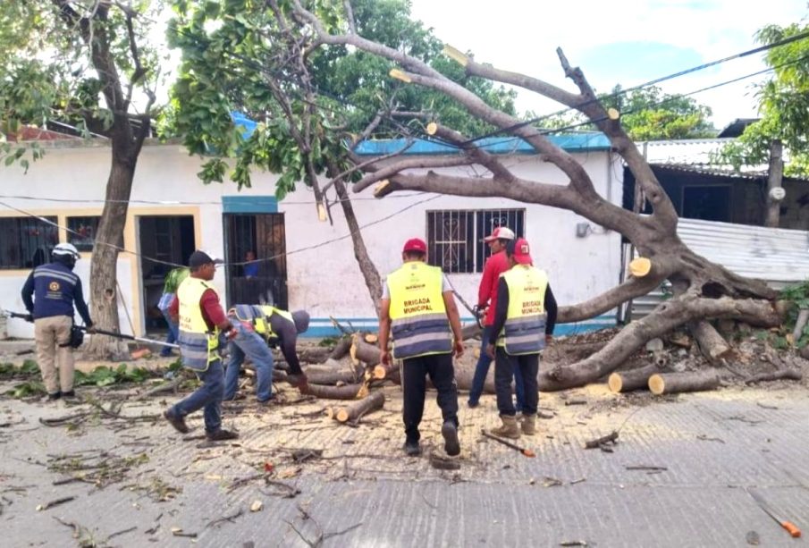 Árboles caídos en oaxaca