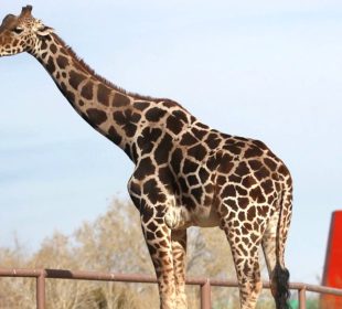 La jirafa Benito en Chihuahua