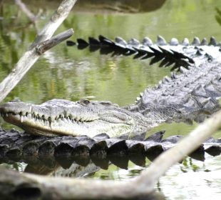 Cocodrilos en el mar y ríos de Vallarta y Bahía