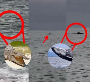 Cocodrilo y ballena en Puerto Vallarta