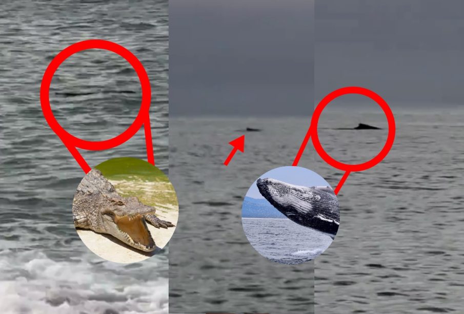 Cocodrilo y ballena en Puerto Vallarta