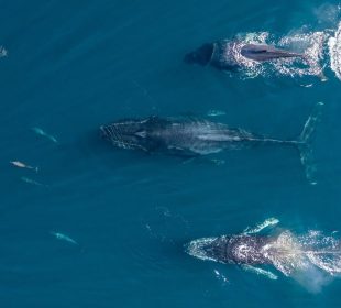 Ballenas vistas desde arriba con dron