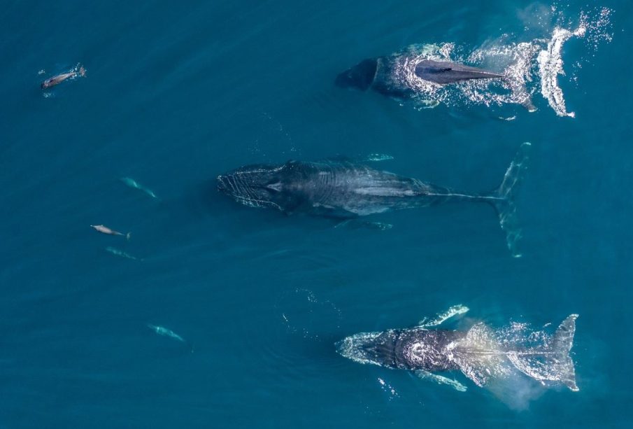 Ballenas vistas desde arriba con dron