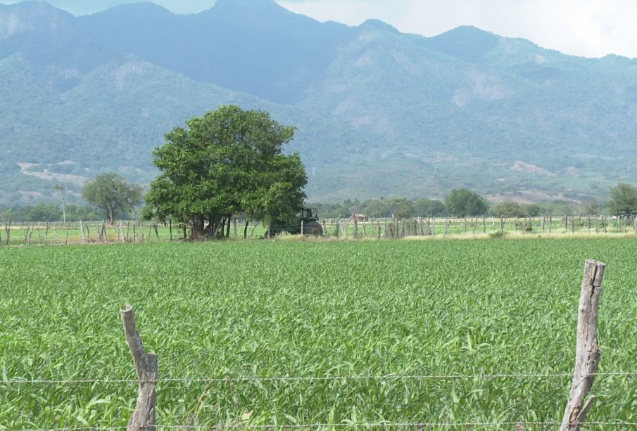 Campo de sembrado