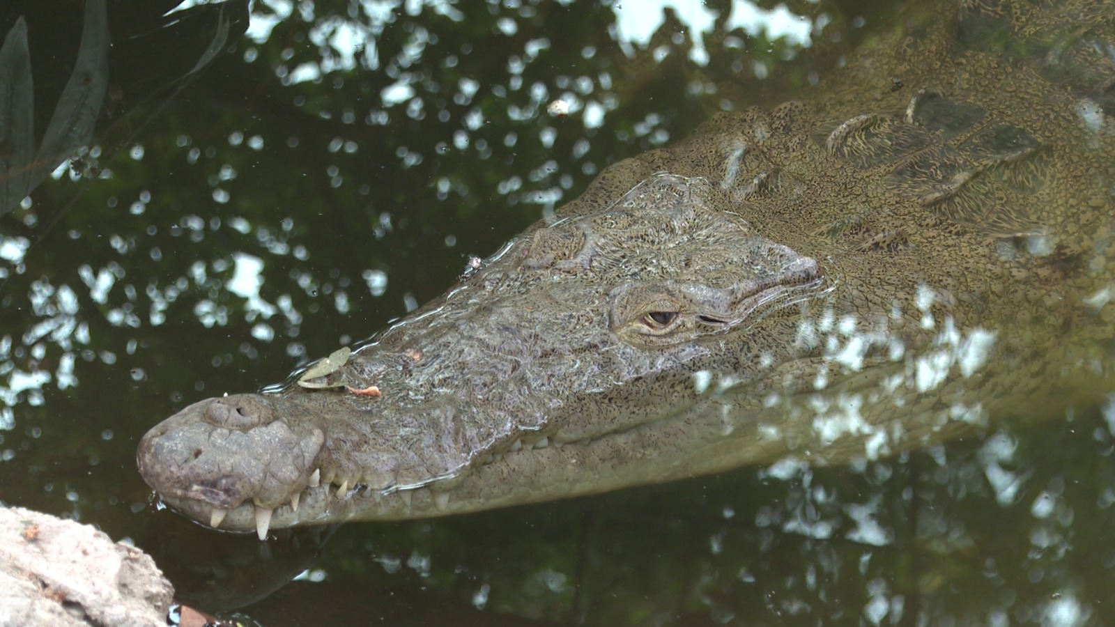 Cocodrilo en el canal de Los Tules