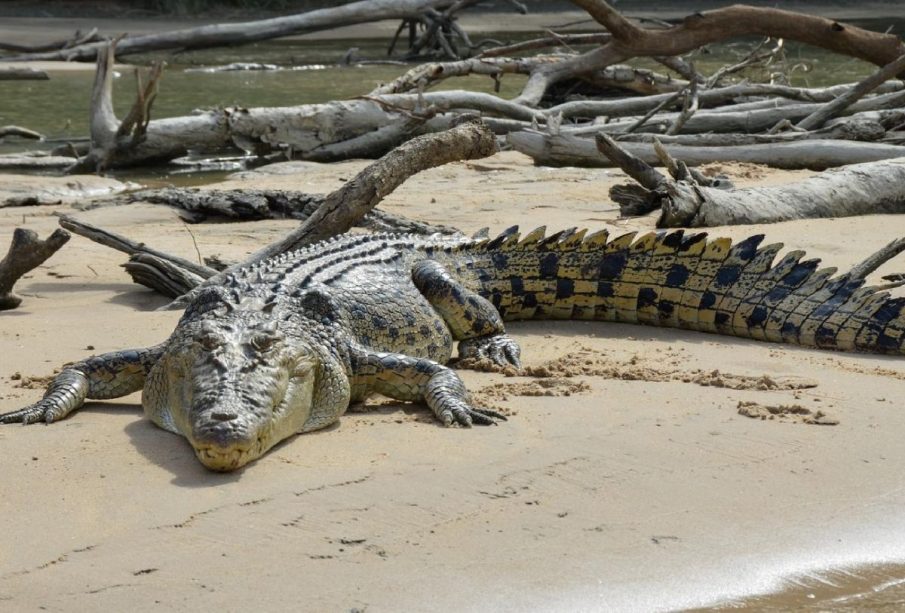 Cocodrilo en playa