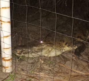 Cocodrilo visitó familia en San Blas