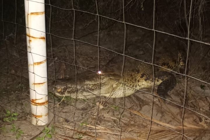 Cocodrilo visitó familia en San Blas