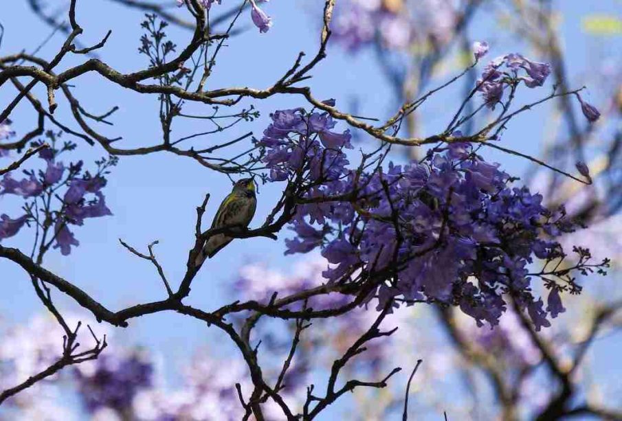 Jacarandas en CDMX.