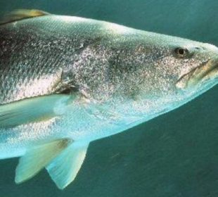 La totoaba, también conocida como la cocaína del mar