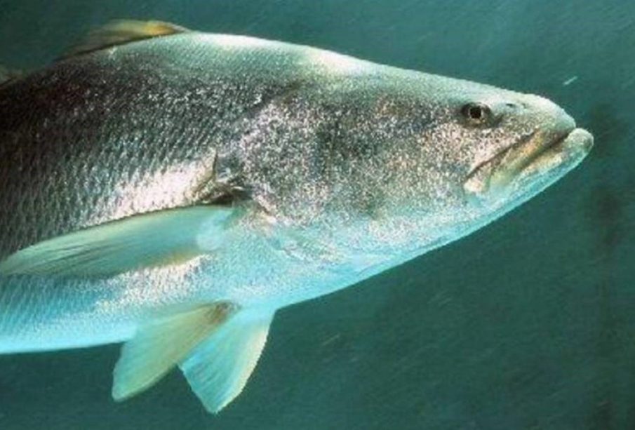 La totoaba, también conocida como la cocaína del mar