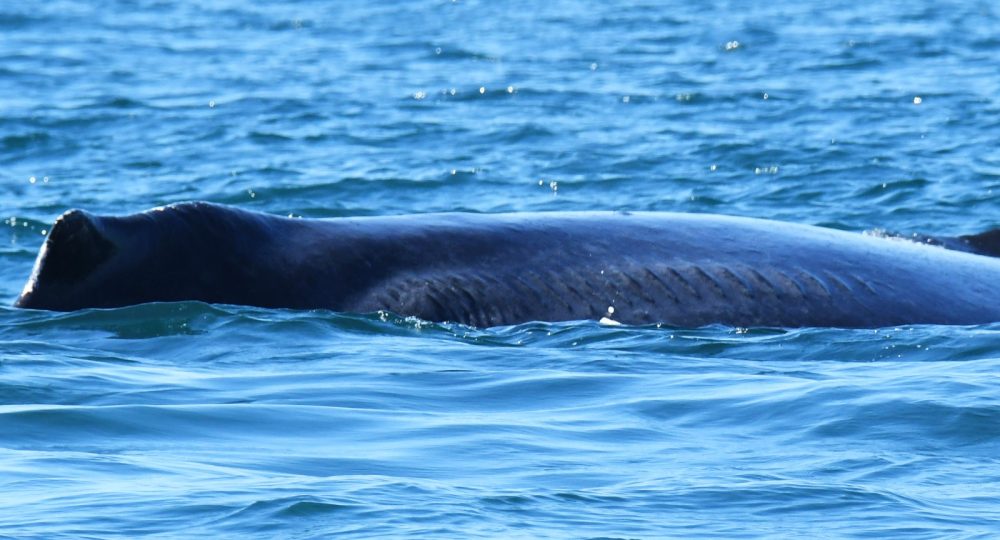 La sobreviviente ballena