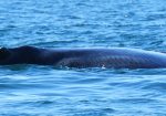 La sobreviviente ballena