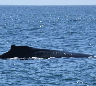 La sobreviviente ballena